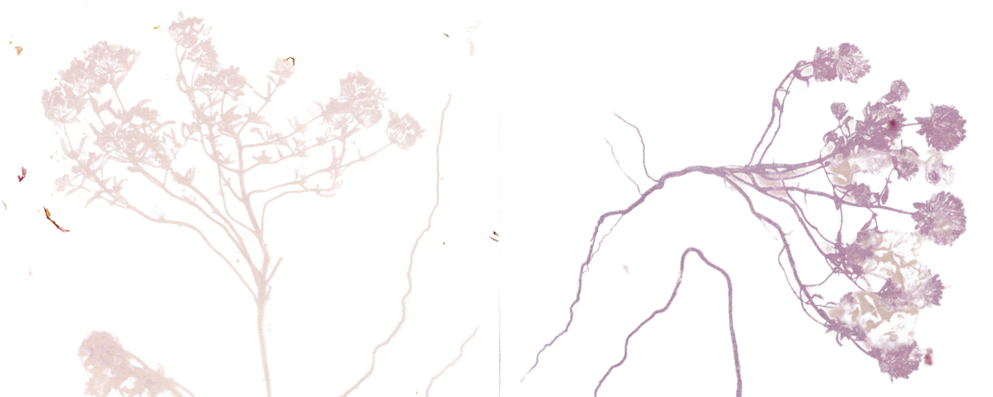 An outline of plants with long roots.