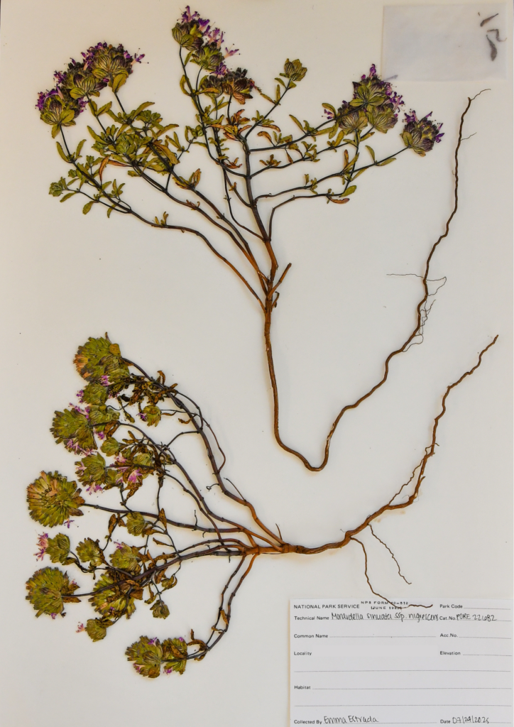A pressing of a plant with long roots. An envelope containing seeds is in the top right corner, and a label is on the bottom right corner.