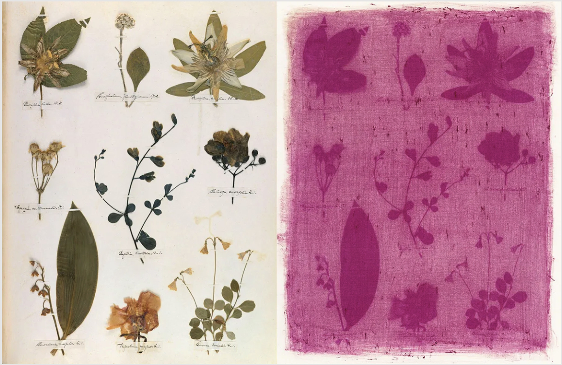 A page from a herbarium and a pink sun print of the page.