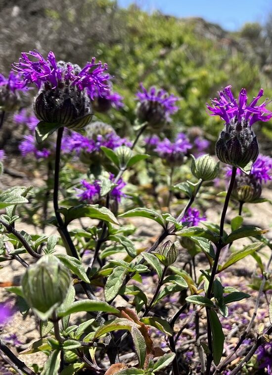 A clump of purple flowers.