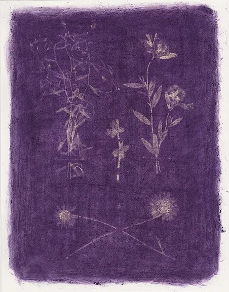 A purple sun print of plants.
