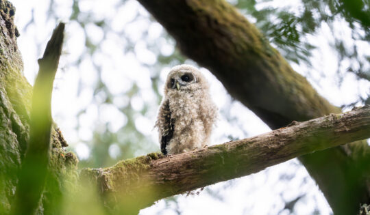 A fluffy grey bird sits on a tree branch.