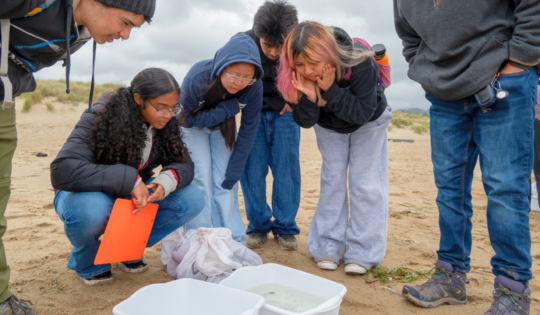 A group of people crouch down on the beach to peer curiously into white buckets.