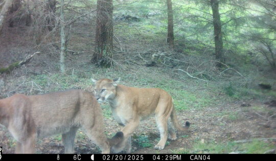 Two mountain lions walk along a forested path, and date and time data is displayed at the bottom of the image.
