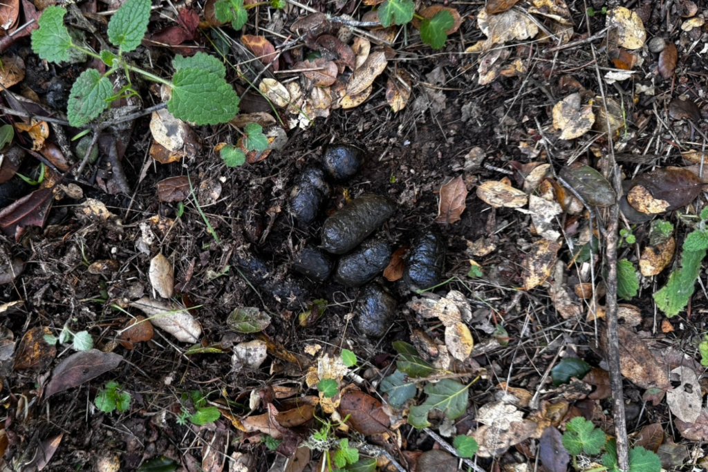 A pile of dark brown scat on a forest floor.