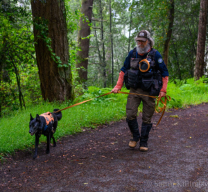 A man walks a dog wearing an orange harness and leash along a wooded trail.