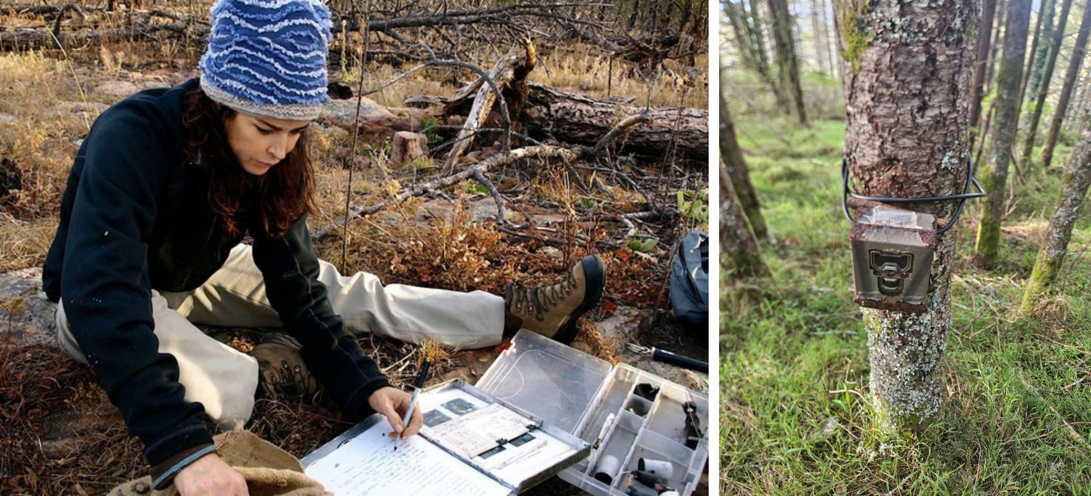A graphic of two image, the left featuring a woman wearing a blue hat sitting on the ground and recording data on a spreadsheet, and the right of a metal box attached to a tree.